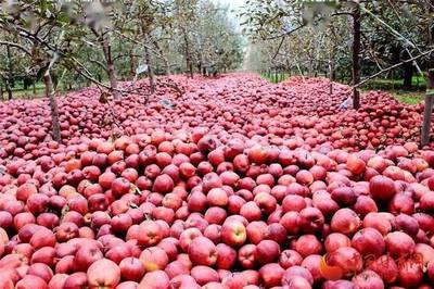 蘭州供銷系統(tǒng)首個農(nóng)產(chǎn)品展示中心正式運營 打造'甘味'品牌新亮點